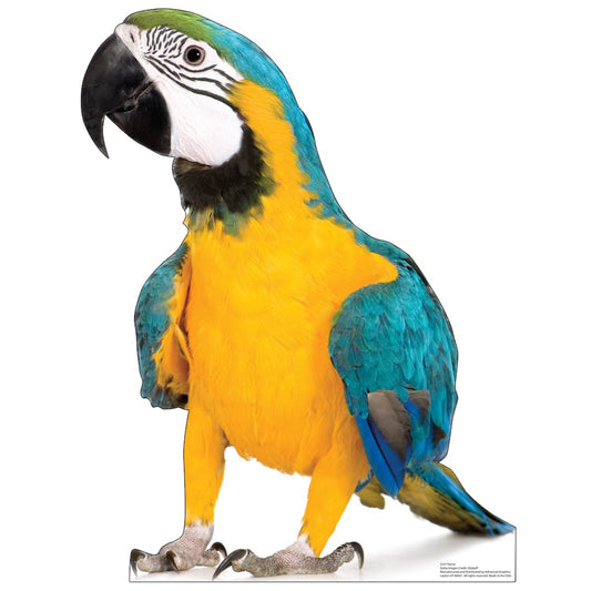 Parrot Life-Size Cardboard Cutout - All Cutouts
