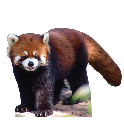 Red Panda Life-Size Cardboard Cutout - All Cutouts