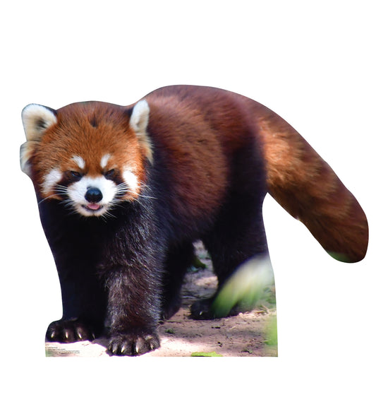 Red Panda Life-Size Cardboard Cutout - All Cutouts