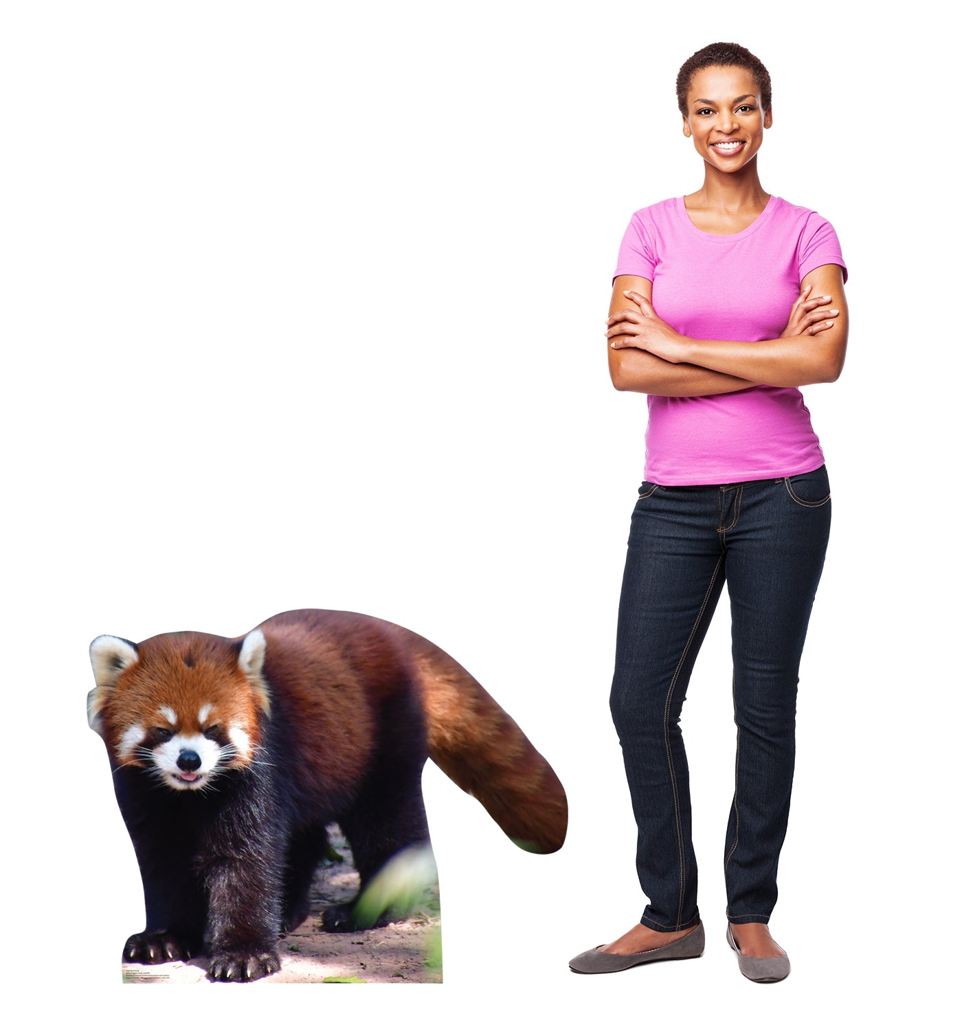 Red Panda Life-Size Cardboard Cutout - All Cutouts