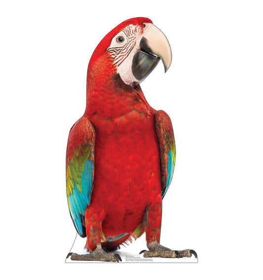 Red Parrot Life-Size Cardboard Cutout - All Cutouts
