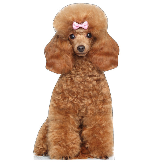 Toy Poodle Life-Size Cardboard Cutout Standee - All Cutouts