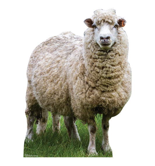 Life-Size Wooly White Sheep Cardboard Cutout - All Cutouts