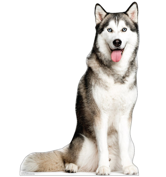 Siberian Husky Life-Size Cardboard Cutout - All Cutouts