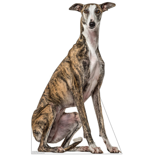 Greyhound Dog Life-Size Cardboard Cutout - All Cutouts