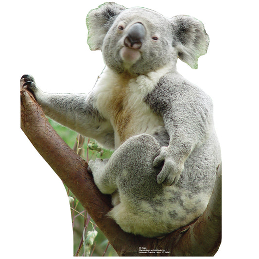 Life-size Koala Bear Cardboard Standup | Cardboard Cutout - All Cutouts