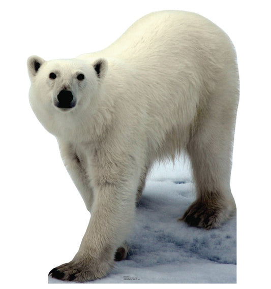 Life-size Polar Bear Cardboard Standup | Cardboard Cutout - All Cutouts