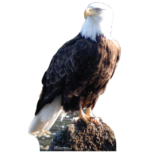 Life-size Bald Eagle Cardboard Cutout Standee - All Cutouts
