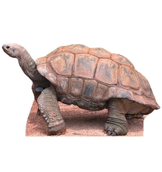 Life-size Tortoise Cardboard Standup | Cardboard Cutout - All Cutouts