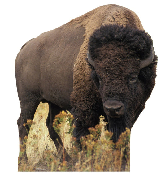 Life-size Bison Cardboard Cutout Standee - All Cutouts