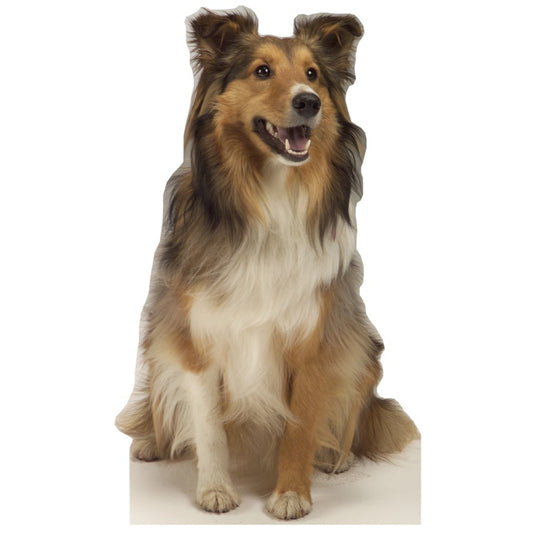 Life-size Collie Dog Cardboard Standup | Cardboard Cutout - All Cutouts