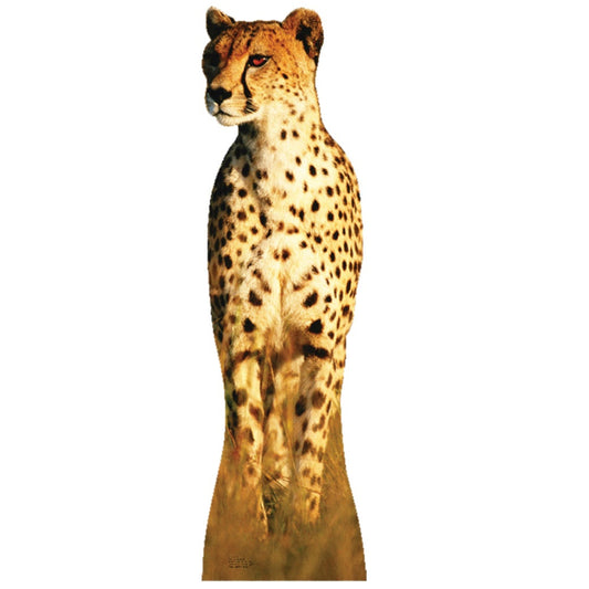 Life-size Cheetah Cardboard Standup | Cardboard Cutout - All Cutouts